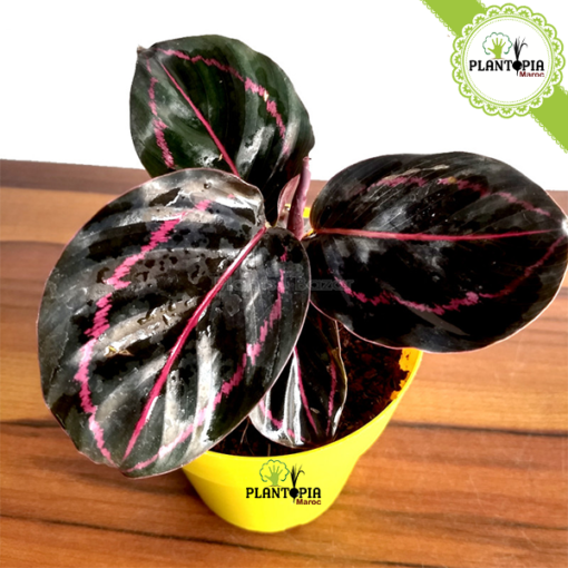 Calathea roseopicta dottie - Calathea Roseopicta Maroc - Plantopia Maroc - كلاثيا روز بيكا دوتي - calathea temara - calathea sekhirat - calathea ben slimane - calathea oujda