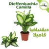 Dieffenbachia - dieffenbachia camilla - dieffenbachia camilla maroc - Plantopia Maroc - dieffenbachia casablana - dieffenbachia camilla casa - dieffenbachia rabat