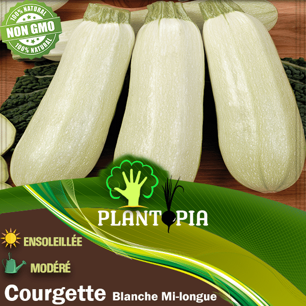 Semences potagères Courgette Blanche Mi-longue - Plantopia Maroc