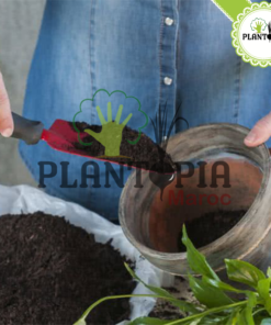 Terreau prix - Terreau promo - تربة غنية للزراعة المنزلية - Terreau naturel - Tourbe coco - Substrat debris feuilles - Plantopia Maroc