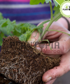 Terreau universel - Terreau tomates - لاتورب للزراعة - Terreau plantes d interieur - Tourbe - Substrat vegetal - Plantopia Maroc