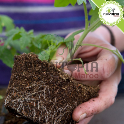 Terreau universel - Terreau tomates - لاتورب للزراعة - Terreau plantes d interieur - Tourbe - Substrat vegetal - Plantopia Maroc