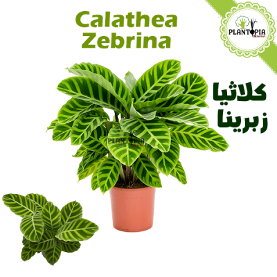 calathea zebrina - calathea maroc - calathea azebrina maroc - كلاثيا زبرينا - plantopia maroc - plantes tropicales à bon prix
