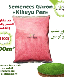 graines gazon - semences gazon kikuyu -gazon kikuyu - kikuyu grass - kikuyu lawn - gazon soleil - بذور عشب مقاوم - pepiniere dakhla - jardinerie dakhla - مشتل الداخلة - pepiniere - jardinerie