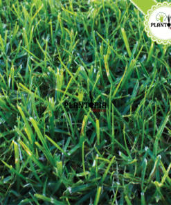 gazon kikuyu - kikuyu grass - kikuyu lawn - gazon soleil - بذور عشب مقاوم - pepiniere sale - jardinerie salé - مشتل سلا - pepiniere - jardinerie 1