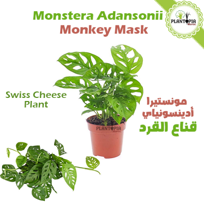 monstera Maroc - Monster monkey Mask - Monstera adansonii - swiss cheese palnt - plantopia maroc