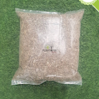 plantes casablanca - gazon casablanca - plantes rabat - gazon rabat - ray grass - plantopia casablanca - plantopia rabat