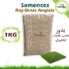 ray grass anglais - graine sgazon ray grass anglais - semences gazon ray grass anglais - ray grass anglais maroc - plantopiai maroc - بذور