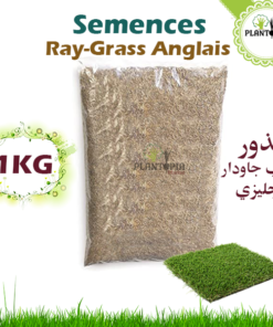 ray grass anglais - graine sgazon ray grass anglais - semences gazon ray grass anglais - ray grass anglais maroc - plantopiai maroc - بذور