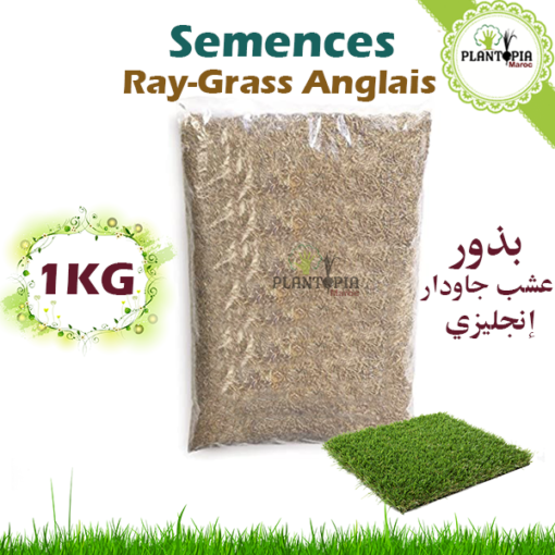 ray grass anglais - graine sgazon ray grass anglais - semences gazon ray grass anglais - ray grass anglais maroc - plantopiai maroc - بذور