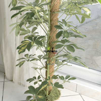 tuteur coco - tuteur plantes tropicales - tuteur nortenen - tuteur maroc - tuteur plantes d'interieur - plantopia maroc - داعم جوز الهند للنباتات الإستوائية