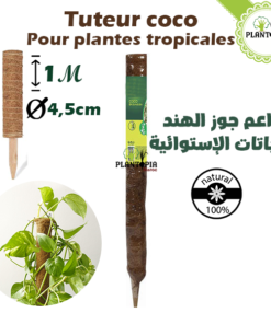 tuteur coco - tuteur plantes tropicales - tuteur nortenen - tuteur maroc - tuteur plantes d'interieur - plantopia maroc - داعم جوز الهند للنباتات الإستوائية