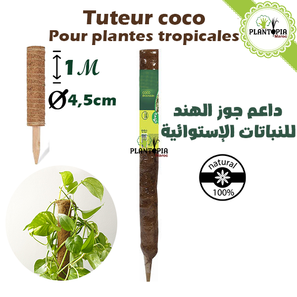 tuteur coco - tuteur plantes tropicales - tuteur nortenen - tuteur maroc - tuteur plantes d'interieur - plantopia maroc - داعم جوز الهند للنباتات الإستوائية