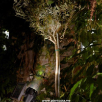 proecteur energie solaire marrakech - projecteur jardin casa - projecteur LED rabat - projecteur solaire agadir - lampe solaire projecteur LED tanger - Plantopia MAroc - مصباح الطاقة الشمسية للحديقة