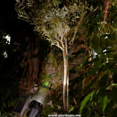 proecteur energie solaire marrakech - projecteur jardin casa - projecteur LED rabat - projecteur solaire agadir - lampe solaire projecteur LED tanger - Plantopia MAroc - مصباح الطاقة الشمسية للحديقة