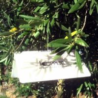 insecticide plantes maroc - phytosanitare maroc - piege mineuse cochenille puceron papillon et insectes suceurs - plantopia maroc - كاشف وراصد الحشرات في المغرب