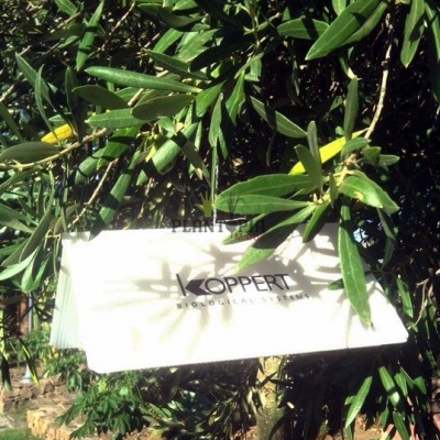 insecticide plantes maroc - phytosanitare maroc - piege mineuse cochenille puceron papillon et insectes suceurs - plantopia maroc - كاشف وراصد الحشرات في المغرب