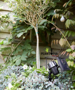 proecteur energie solaire marrakech - projecteur jardin casa - projecteur LED rabat - projecteur solaire agadir - lampe solaire projecteur LED tanger - Plantopia MAroc - مصباح الطاقة الشمسية للحديقة