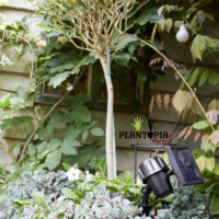 proecteur energie solaire marrakech - projecteur jardin casa - projecteur LED rabat - projecteur solaire agadir - lampe solaire projecteur LED tanger - Plantopia MAroc - مصباح الطاقة الشمسية للحديقة