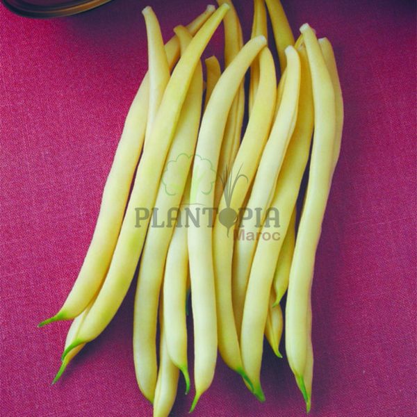vente de semences en ligne au Maroc - vente graines & semences casablanca - vente graines & semences rabat - vente graines & semences marrakech - vente graines & semences agadir
