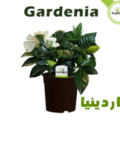 Gardenia Maroc - gardénia - Gardenia plante - غاردينيا - gardenia - gardenia pot - gardenia pepiniere - gardenia jardinerie - gardenia plantopia maroc