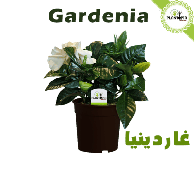 Gardenia Maroc - gardénia - Gardenia plante - غاردينيا - gardenia - gardenia pot - gardenia pepiniere - gardenia jardinerie - gardenia plantopia maroc