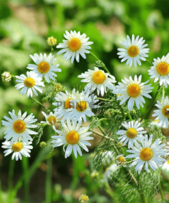 camomille palntopia maroc - chamomile seeds - best planting seeds seller online