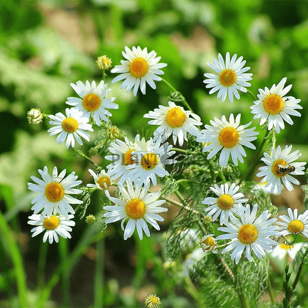 Graines de Camomille romaine - Semences de Chamaemelum nobile