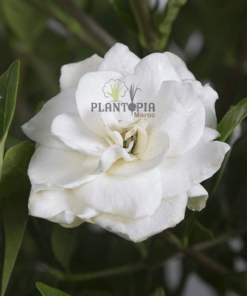 gardenia conseils - gardenia astuces - gardenia jardin - gardenia arrosage - rempoatge gardenia - plantopia maroc - arborescence