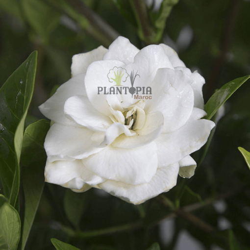 gardenia conseils - gardenia astuces - gardenia jardin - gardenia arrosage - rempoatge gardenia - plantopia maroc - arborescence