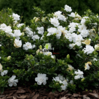 grossiste plantes maroc - importation plantes maroc - gardenia marrakech - gardenia casa - gardenia rabat - gardenia tanger - gardenia temara