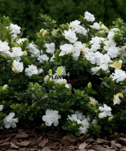 grossiste plantes maroc - importation plantes maroc - gardenia marrakech - gardenia casa - gardenia rabat - gardenia tanger - gardenia temara