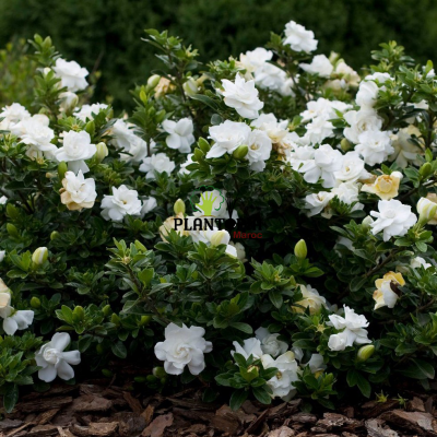 grossiste plantes maroc - importation plantes maroc - gardenia marrakech - gardenia casa - gardenia rabat - gardenia tanger - gardenia temara