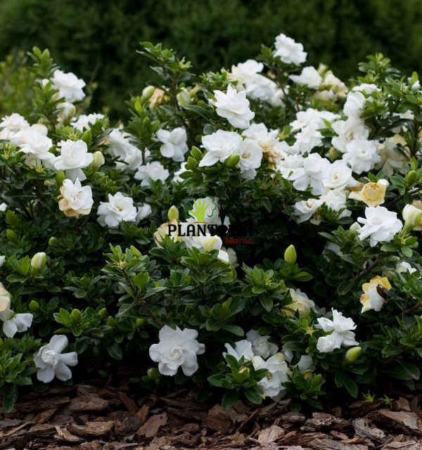 grossiste plantes maroc - importation plantes maroc - gardenia marrakech - gardenia casa - gardenia rabat - gardenia tanger - gardenia temara