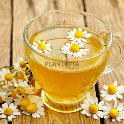 tisane maroc - tisane aroamtique médicinale maroc - tisane camomille bienfaits - tisane herbes - شاي البابونج - بذور زراعة البابونج - Plantopia