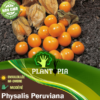 Semences physalis baie d'inca au Maroc - Plantopia Maroc - Graines physalis