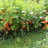 graines de physalis - graines de baie d'inca - ventre de graines et semences de fruits rares et exotiques au maroc