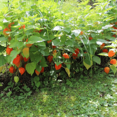 graines de physalis - graines de baie d'inca - ventre de graines et semences de fruits rares et exotiques au maroc