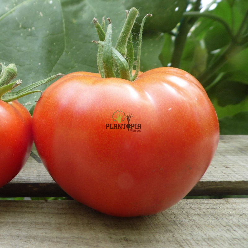 semences de tomate au Maroc - Tomate saint pierre maroc - heirloom saint pierre tomato seeds in Morocco - بذور الطماطم بيولوجية في المغرب - بذور طماطم سان بيدرو - اصناف طماطم اصلية في المغرب