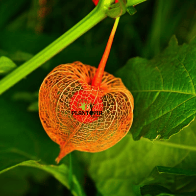 semences physalis - baie d'inca au maroc par plantopia