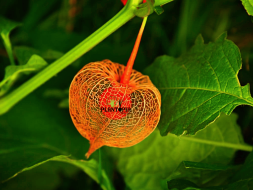 semences physalis - baie d'inca au maroc par plantopia