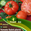 tomate saint pierre au maroc - tomate san pedro - graines de tomates anciennes - بذور الطماطم الاصلية في المغرب - بذور طماطم طبيعية - بيع بذور الطماطم في المغرب