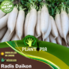 Radis blanc Daikon au Maroc - Radis chinois au Maroc - Cuisine chinoise Maroc - Graines de radis blanc daikon