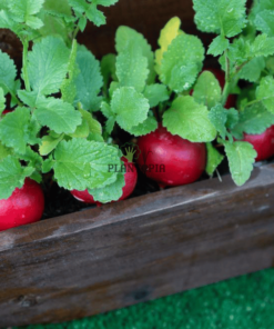 Radis rond rouge en pot - Cultiver radis en pot - Semences radis bio - radis rond rouge maroc - زراعة الفجل الاحمر
