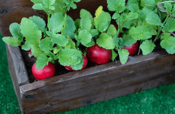 Radis rond rouge en pot - Cultiver radis en pot - Semences radis bio - radis rond rouge maroc - زراعة الفجل الاحمر