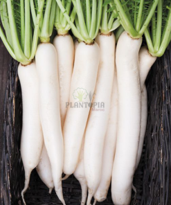 Semences de radis blanc daïkon - Graines bio jardinage - Gaines radis chinois - بذور الفجل الابيض الصيني دايكون