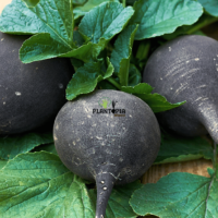 Semences de radis noir bio au Maroc - Radis noir casablanca - Radis noir Marrakech - Radis noir Rabat