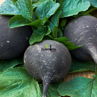 Semences de radis noir bio au Maroc - Radis noir casablanca - Radis noir Marrakech - Radis noir Rabat