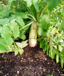 cultiver radis en pot au maroc - culture de radis blanc daikon - زراعة الفجل الابيض في المغرب