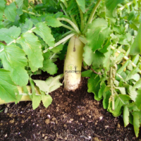 cultiver radis en pot au maroc - culture de radis blanc daikon - زراعة الفجل الابيض في المغرب